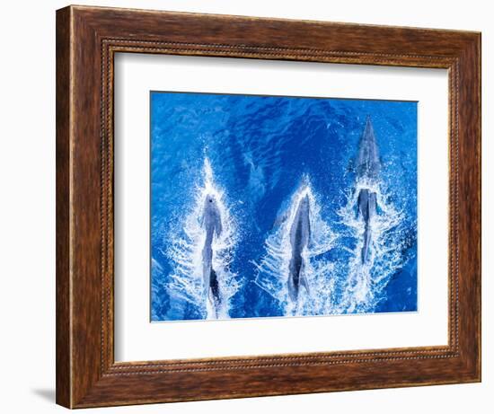 Bottlenose dolphins. Baja California, Sea of Cortez, Mexico.-Tom Norring-Framed Photographic Print