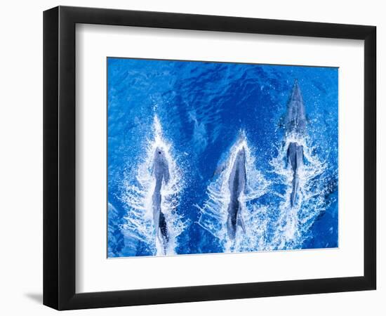 Bottlenose dolphins. Baja California, Sea of Cortez, Mexico.-Tom Norring-Framed Photographic Print