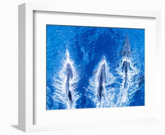 Bottlenose dolphins. Baja California, Sea of Cortez, Mexico.-Tom Norring-Framed Photographic Print