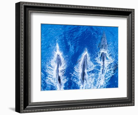 Bottlenose dolphins. Baja California, Sea of Cortez, Mexico.-Tom Norring-Framed Photographic Print