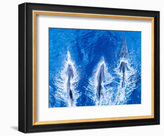 Bottlenose dolphins. Baja California, Sea of Cortez, Mexico.-Tom Norring-Framed Photographic Print