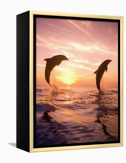 Bottlenose Dolphins, Caribbean Sea Near Roatan, Honduras-Stuart Westmoreland-Framed Premier Image Canvas