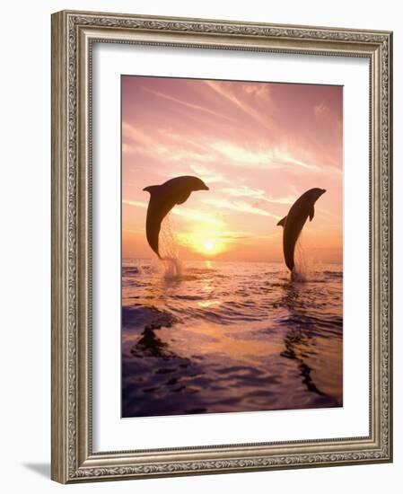 Bottlenose Dolphins, Caribbean Sea Near Roatan, Honduras-Stuart Westmoreland-Framed Photographic Print