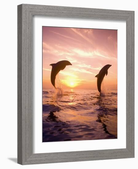 Bottlenose Dolphins, Caribbean Sea Near Roatan, Honduras-Stuart Westmoreland-Framed Photographic Print