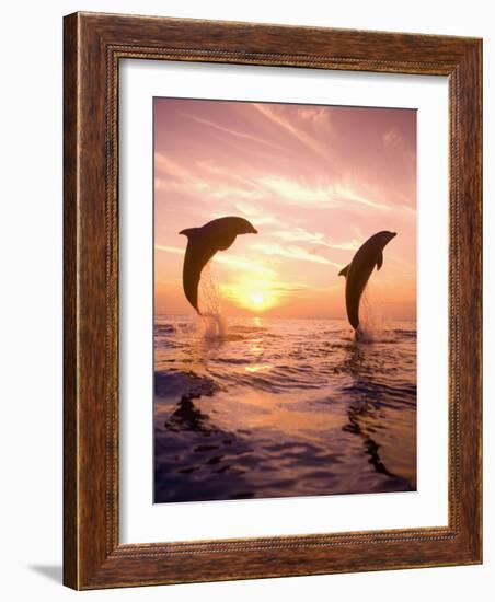 Bottlenose Dolphins, Caribbean Sea Near Roatan, Honduras-Stuart Westmoreland-Framed Photographic Print