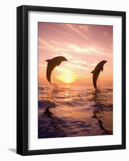 Bottlenose Dolphins, Caribbean Sea Near Roatan, Honduras-Stuart Westmoreland-Framed Photographic Print