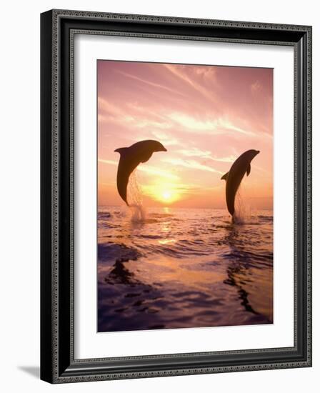 Bottlenose Dolphins, Caribbean Sea Near Roatan, Honduras-Stuart Westmoreland-Framed Photographic Print