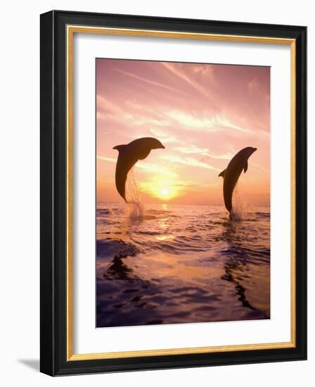 Bottlenose Dolphins, Caribbean Sea Near Roatan, Honduras-Stuart Westmoreland-Framed Photographic Print