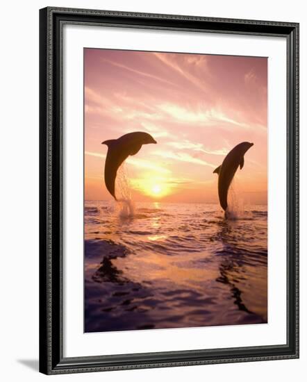 Bottlenose Dolphins, Caribbean Sea Near Roatan, Honduras-Stuart Westmoreland-Framed Photographic Print