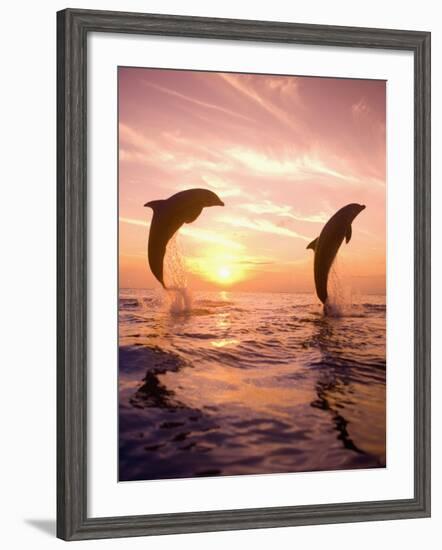 Bottlenose Dolphins, Caribbean Sea Near Roatan, Honduras-Stuart Westmoreland-Framed Photographic Print