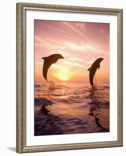 Bottlenose Dolphins, Caribbean Sea Near Roatan, Honduras-Stuart Westmoreland-Framed Photographic Print