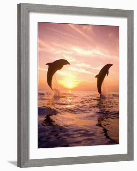 Bottlenose Dolphins, Caribbean Sea Near Roatan, Honduras-Stuart Westmoreland-Framed Photographic Print