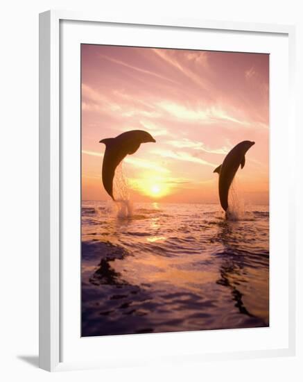 Bottlenose Dolphins, Caribbean Sea Near Roatan, Honduras-Stuart Westmoreland-Framed Photographic Print