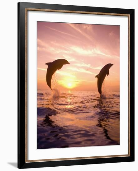 Bottlenose Dolphins, Caribbean Sea Near Roatan, Honduras-Stuart Westmoreland-Framed Photographic Print