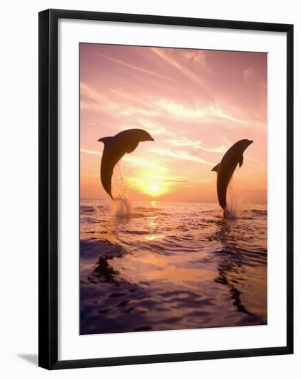 Bottlenose Dolphins, Caribbean Sea Near Roatan, Honduras-Stuart Westmoreland-Framed Photographic Print