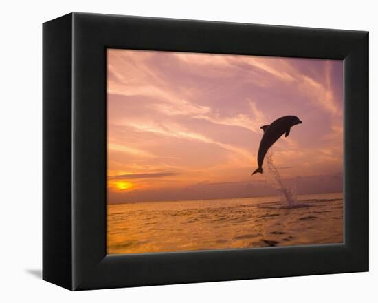 Bottlenose Dolphins, Caribbean Sea Near Roatan, Honduras-Stuart Westmoreland-Framed Premier Image Canvas