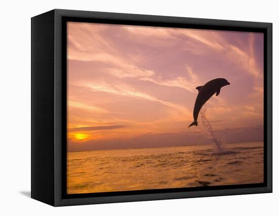 Bottlenose Dolphins, Caribbean Sea Near Roatan, Honduras-Stuart Westmoreland-Framed Premier Image Canvas