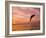 Bottlenose Dolphins, Caribbean Sea Near Roatan, Honduras-Stuart Westmoreland-Framed Photographic Print