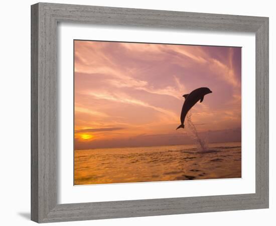 Bottlenose Dolphins, Caribbean Sea Near Roatan, Honduras-Stuart Westmoreland-Framed Photographic Print