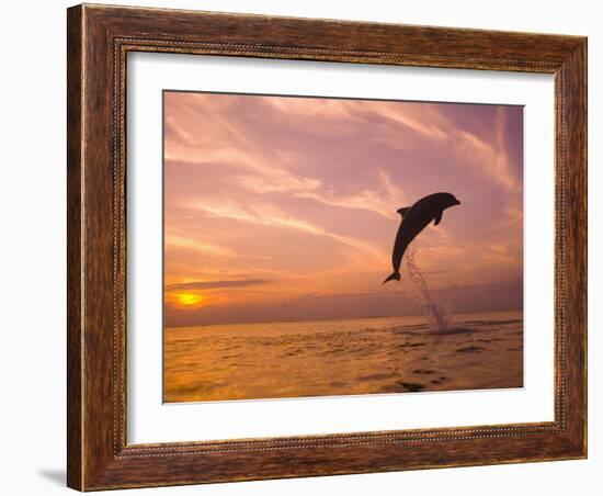 Bottlenose Dolphins, Caribbean Sea Near Roatan, Honduras-Stuart Westmoreland-Framed Photographic Print