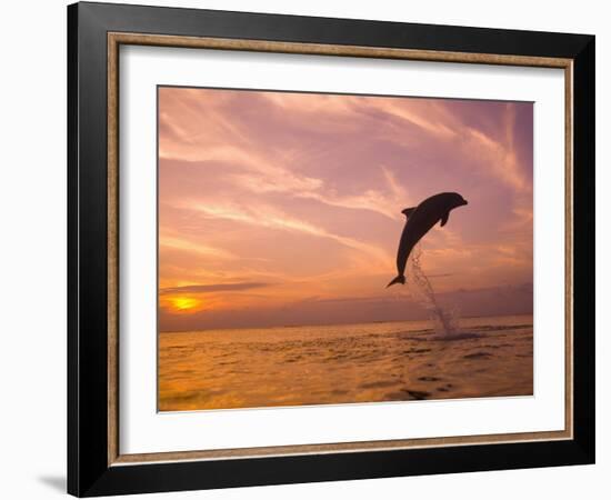 Bottlenose Dolphins, Caribbean Sea Near Roatan, Honduras-Stuart Westmoreland-Framed Photographic Print