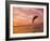 Bottlenose Dolphins, Caribbean Sea Near Roatan, Honduras-Stuart Westmoreland-Framed Photographic Print