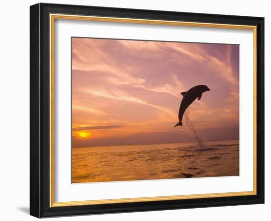 Bottlenose Dolphins, Caribbean Sea Near Roatan, Honduras-Stuart Westmoreland-Framed Photographic Print