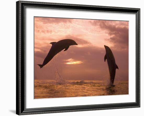 Bottlenose Dolphins, Caribbean Sea Near Roatan, Honduras-Stuart Westmoreland-Framed Photographic Print