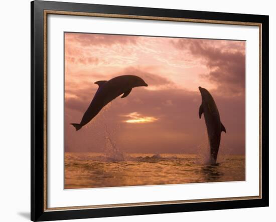 Bottlenose Dolphins, Caribbean Sea Near Roatan, Honduras-Stuart Westmoreland-Framed Photographic Print