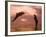 Bottlenose Dolphins, Caribbean Sea Near Roatan, Honduras-Stuart Westmoreland-Framed Photographic Print