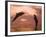 Bottlenose Dolphins, Caribbean Sea Near Roatan, Honduras-Stuart Westmoreland-Framed Photographic Print