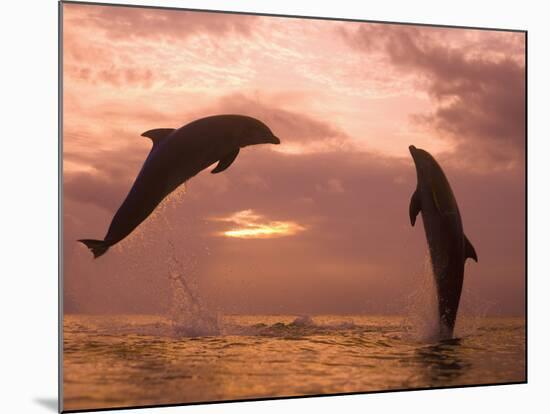 Bottlenose Dolphins, Caribbean Sea Near Roatan, Honduras-Stuart Westmoreland-Mounted Photographic Print