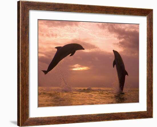 Bottlenose Dolphins, Caribbean Sea Near Roatan, Honduras-Stuart Westmoreland-Framed Photographic Print