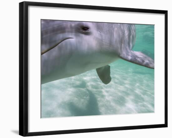 Bottlenose Dolphins, Caribbean Sea Near Roatan, Honduras-Stuart Westmoreland-Framed Photographic Print