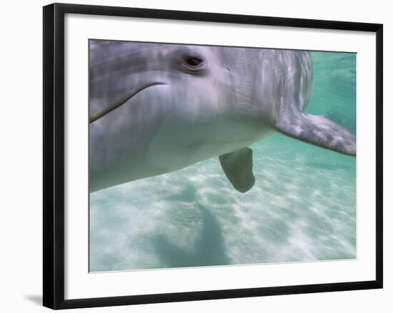 Bottlenose Dolphins, Caribbean Sea Near Roatan, Honduras-Stuart Westmoreland-Framed Photographic Print