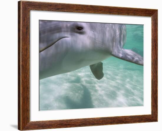 Bottlenose Dolphins, Caribbean Sea Near Roatan, Honduras-Stuart Westmoreland-Framed Photographic Print