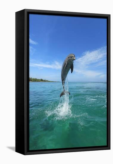 Bottlenose Dolphins, Caribbean Sea, near Roatan, Honduras-Stuart Westmorland-Framed Premier Image Canvas