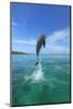 Bottlenose Dolphins, Caribbean Sea, near Roatan, Honduras-Stuart Westmorland-Mounted Photographic Print