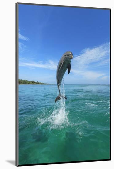 Bottlenose Dolphins, Caribbean Sea, near Roatan, Honduras-Stuart Westmorland-Mounted Photographic Print