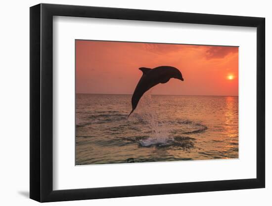 Bottlenose Dolphins, Caribbean Sea, near Roatan, Honduras-Stuart Westmorland-Framed Photographic Print