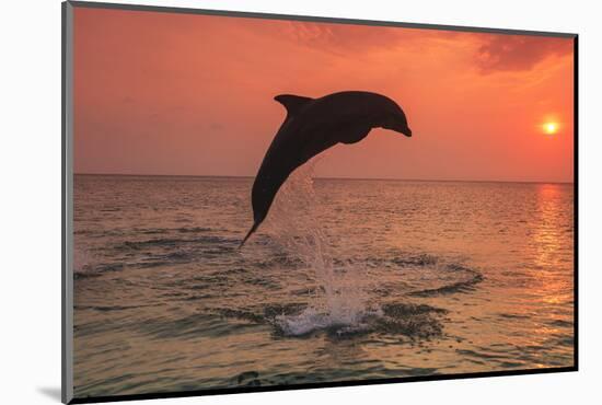 Bottlenose Dolphins, Caribbean Sea, near Roatan, Honduras-Stuart Westmorland-Mounted Photographic Print