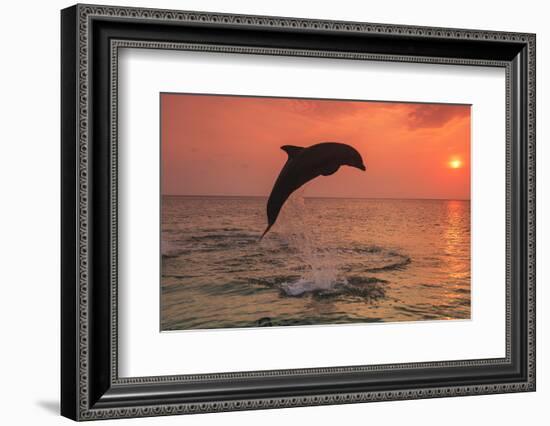 Bottlenose Dolphins, Caribbean Sea, near Roatan, Honduras-Stuart Westmorland-Framed Photographic Print