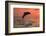 Bottlenose Dolphins, Caribbean Sea, near Roatan, Honduras-Stuart Westmorland-Framed Photographic Print