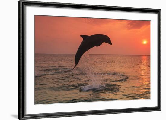 Bottlenose Dolphins, Caribbean Sea, near Roatan, Honduras-Stuart Westmorland-Framed Photographic Print