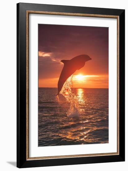 Bottlenose Dolphins, Caribbean Sea, near Roatan, Honduras-Stuart Westmorland-Framed Photographic Print