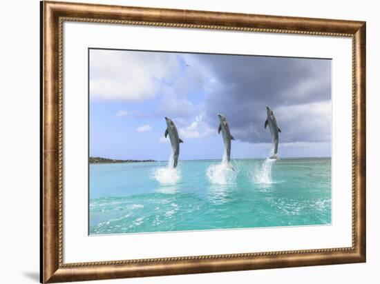 Bottlenose Dolphins, Caribbean Sea, Roatan, Bay Islands, Honduras-Stuart Westmorland-Framed Photographic Print