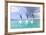 Bottlenose Dolphins, Caribbean Sea, Roatan, Bay Islands, Honduras-Stuart Westmorland-Framed Photographic Print