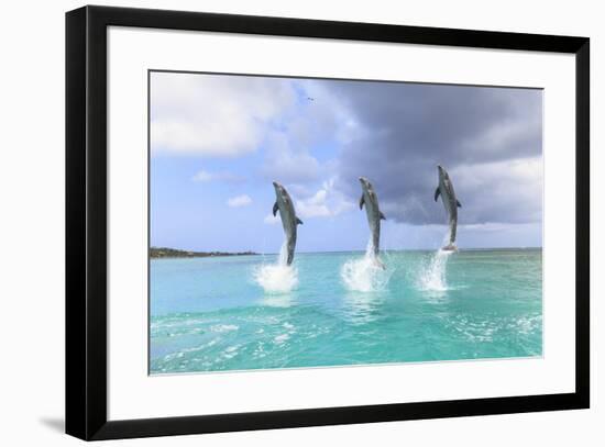 Bottlenose Dolphins, Caribbean Sea, Roatan, Bay Islands, Honduras-Stuart Westmorland-Framed Photographic Print