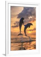 Bottlenose Dolphins, Caribbean Sea, Roatan, Bay Islands, Honduras-Stuart Westmorland-Framed Photographic Print