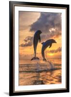 Bottlenose Dolphins, Caribbean Sea, Roatan, Bay Islands, Honduras-Stuart Westmorland-Framed Photographic Print